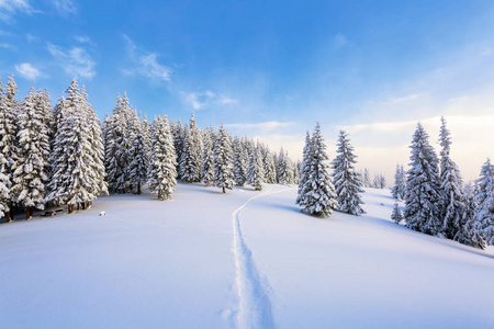 在一个寒冷美丽的日子里，高山和山峰之间是神奇的树木，覆盖着白色蓬松的雪，对抗着神奇的冬季景观。宽阔的小径通向雄伟的冬林。