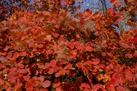 ，欧洲烟树..黄..烟雾丛林，威尼斯苏马奇。秋天的风景有红树。