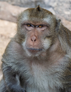 猴子的肖像画有蓝色的眼睛和橙色的猴子脸在天然森林中照片