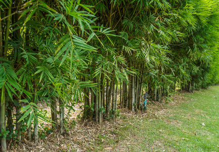 美丽的竹叶背景，绿色的自然叶片