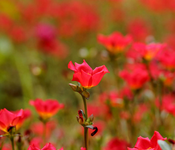 花马齿苋，红花户外.