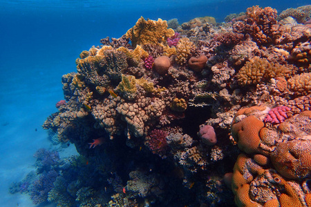 埃及珊瑚礁，颜色自然