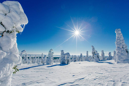 美丽的冬季景观与雪树在拉普兰芬兰。 冬天的冰冻森林。 斯堪的纳维亚冰雪覆盖的树木