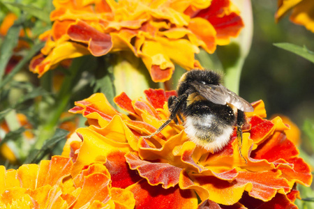 一只毛茸茸的大黄蜂在花上，一只昆虫用黄色的橙色花朵收集花粉，夏天，晴天，宏观野生动物背景。