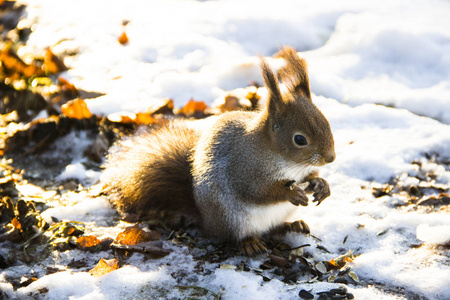 大自然动物和冬天的概念可爱的红松鼠坐在雪地上的一棵树明亮的秋叶覆盖着雪。 红松鼠吃种子。 美丽的冬天景象。