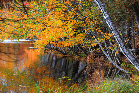 溪水旁明亮的秋树