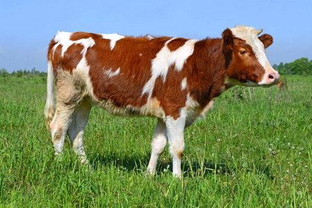 夏天牧场上的小牛照片