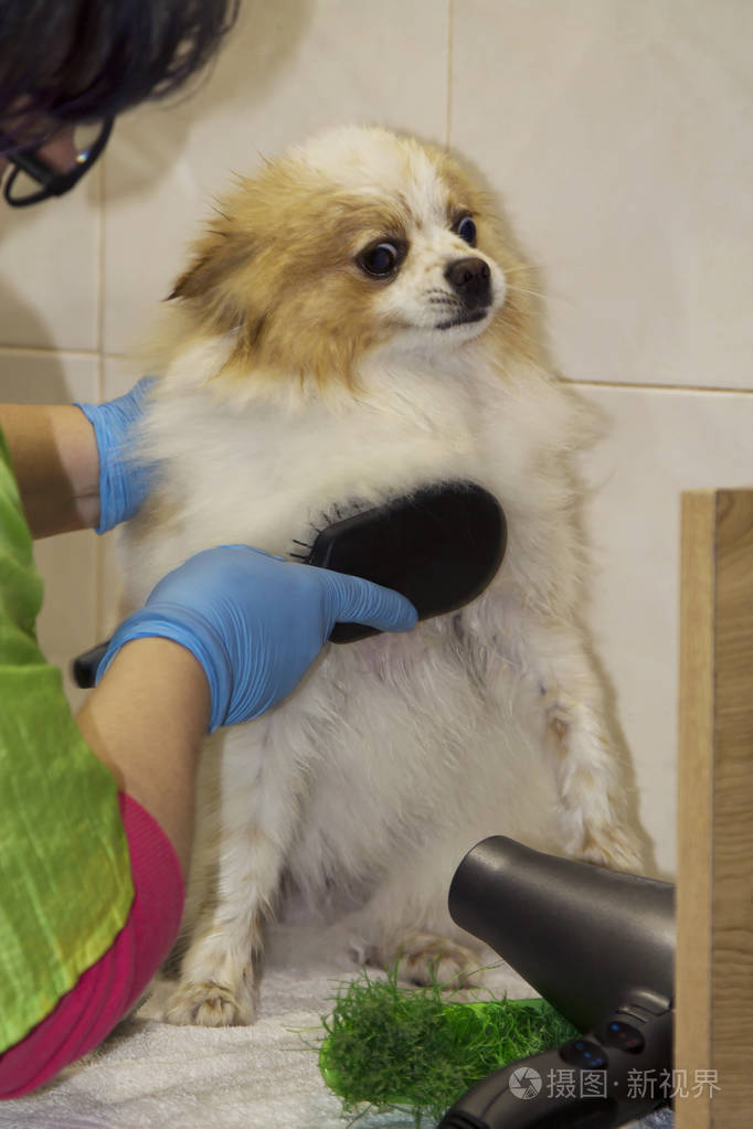 给狗理发师理发