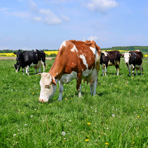 夏天牧场上的奶牛图片