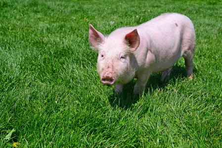 草原上的猪图片