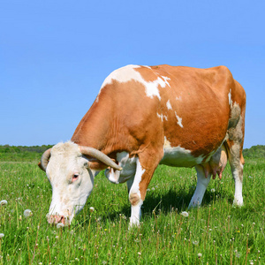 夏天牧场上的牛