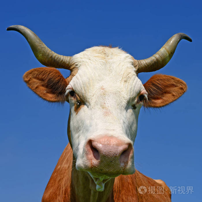 牛的头顶着天空