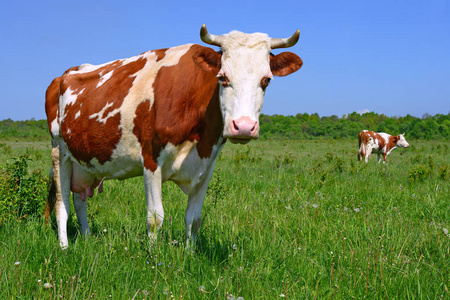 夏天牧场上的牛图片