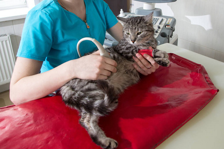 动物医院的猫试验.猫在兽医办公室进行超声波扫描.兽医诊所中的猫照片