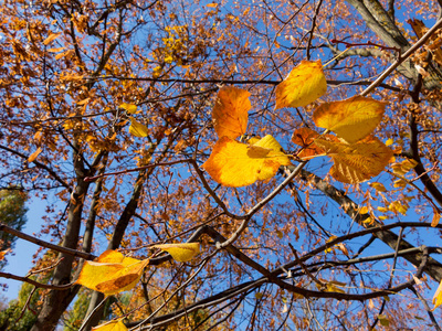 五颜六色明亮的秋天城市公园。 树叶落在地上。 秋天的森林风景，温暖的颜色和小径覆盖着树叶，进入场景。 一条通往树林的小径展示了惊