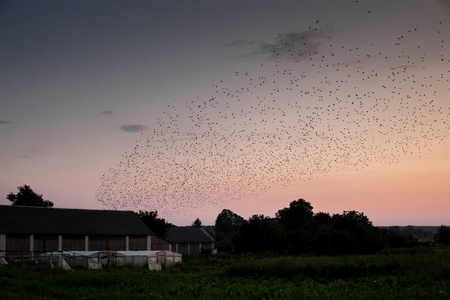 一群鸟飞过村庄和晴朗的天空