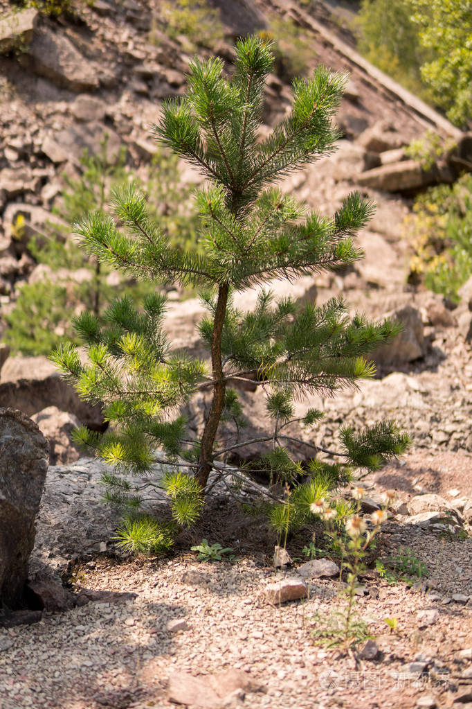 生长在岩石和干燥地带的一种小松树