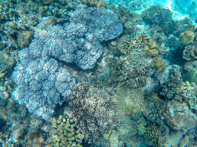 热带海洋珊瑚礁景观与硬珊瑚。 珊瑚礁水下照片。 热带海岸浮潜或潜水。 珊瑚礁和海洋动物的海底野生动物。 海底景观