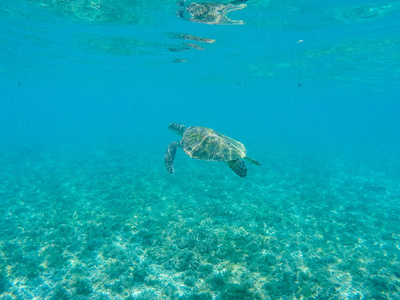 海龟在浅水里。 珊瑚礁动物水下照片。 海洋乌龟海底。 绿色海龟在自然环境中。 水下海洋动物。 热带海滨。 海洋动物肖像