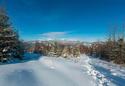 风景如画的冬季早晨山景，从高山小径，足迹在幼杉桦林。 斯库波瓦山坡乌克兰观果诺霍拉脊和琵琶伊凡山顶卡帕蒂安。