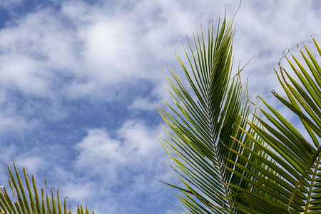 蓝天背景上蓬松的绿色棕榈叶。 放松的热带景观照片。 异国情调的度假场所。 暑假逃离目的地。 阳光明媚的热带天堂可可棕榈树横幅模板