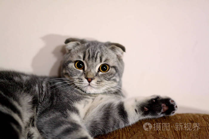 灰猫看着相机, 坐在沙发上