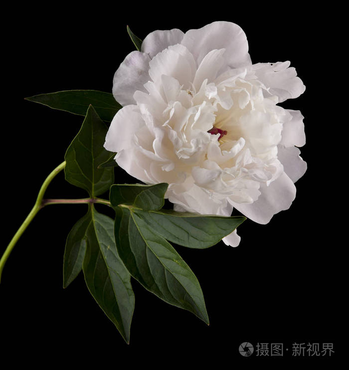 牡丹花孤立在黑色背景上照片 正版商用图片1423b0 摄图新视界 牡丹花孤立在黑色背景上照片 正版商用图片1423b0 摄图新视界