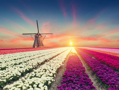 从鹿特丹运河通往荷兰风车的道路。 荷兰。 荷兰。