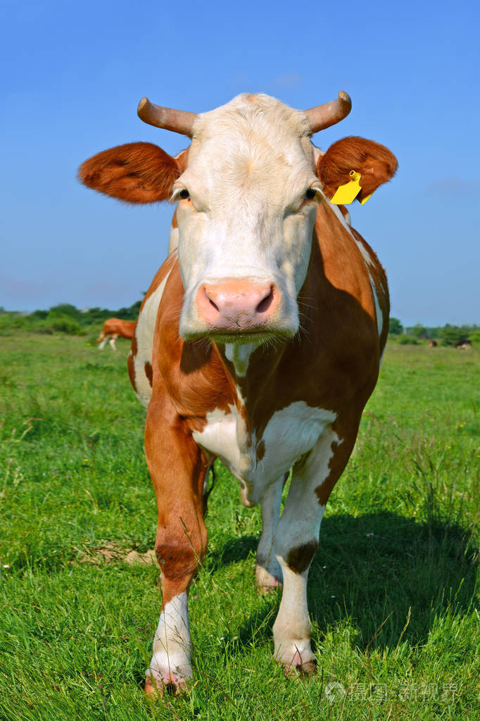 夏天牧场上的牛
