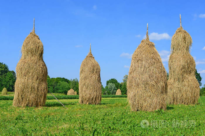 在夏天的乡村景观中堆放干草