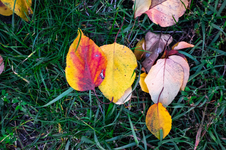 五颜六色美丽的秋叶在地上