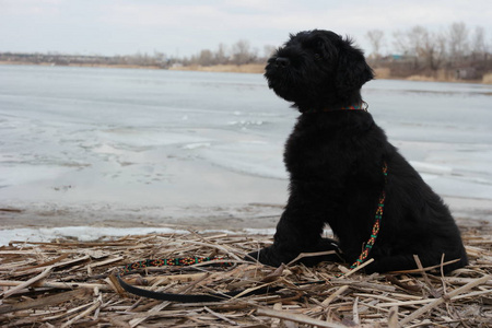 冬天坐在湖岸的滑稽的黑狗