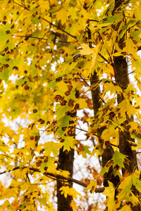 叶子上的棕色斑点圆形或不规则的形状，边缘暗。 树木的真菌病害。 美丽明亮的秋天色彩。 晴朗的秋日