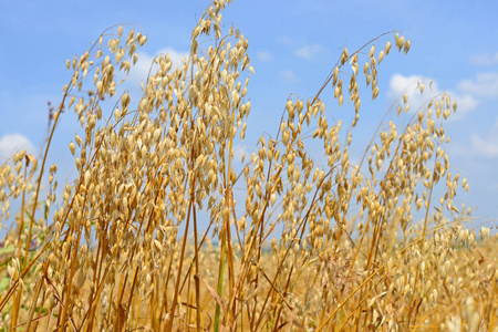 燕麦在乡村景观中的茎