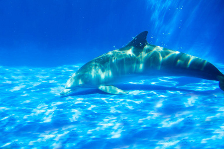 海豚在水族馆的水下游泳。 蓝色的