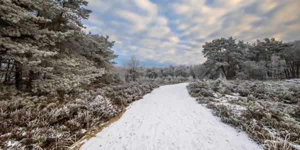 冬季森林景观全景，雪和霜在草地和树木上，在阿森德伦特海森自然保护区。