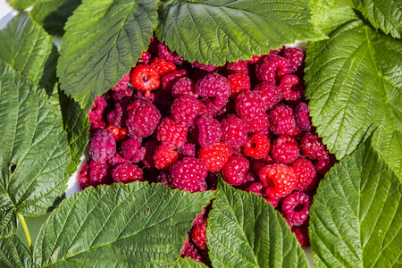 树莓叶子和浆果的自然元素框架