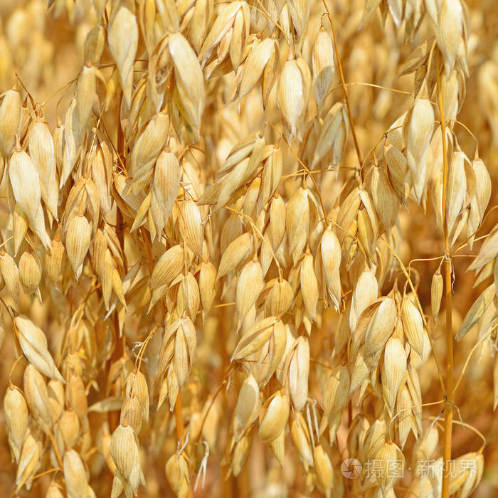 燕麦在乡村景观中的茎