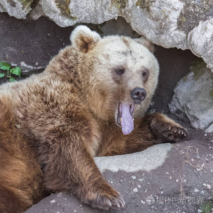 西伯利亚棕熊表情包图片