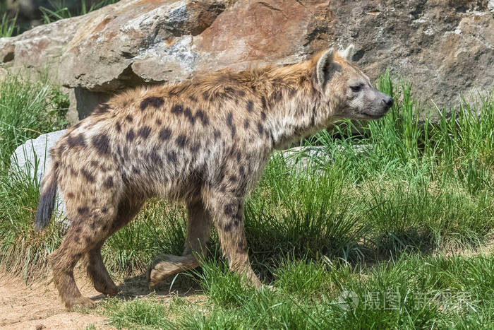 有斑点的鬣狗野生动物在草地上行走