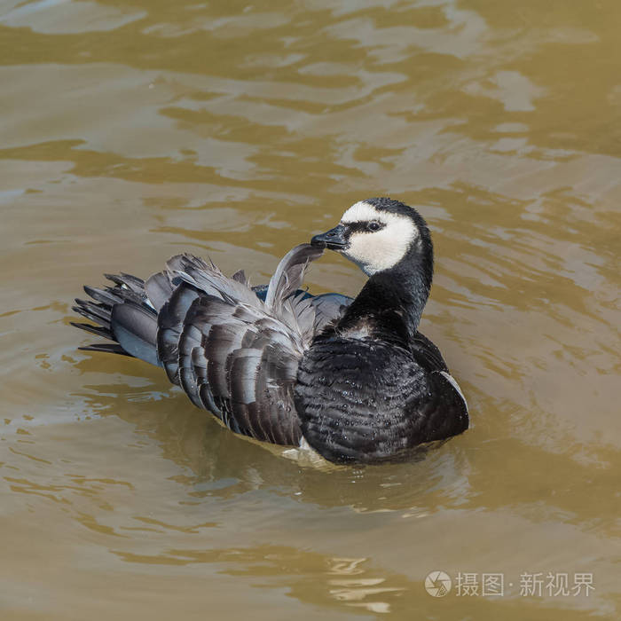 近距离观看美丽的藤壶鹅