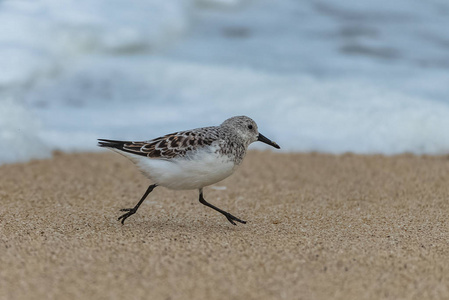 自由的象征美丽的海景,泡沫般的海浪,沙滩上的白色小鸟法尔科·比阿米