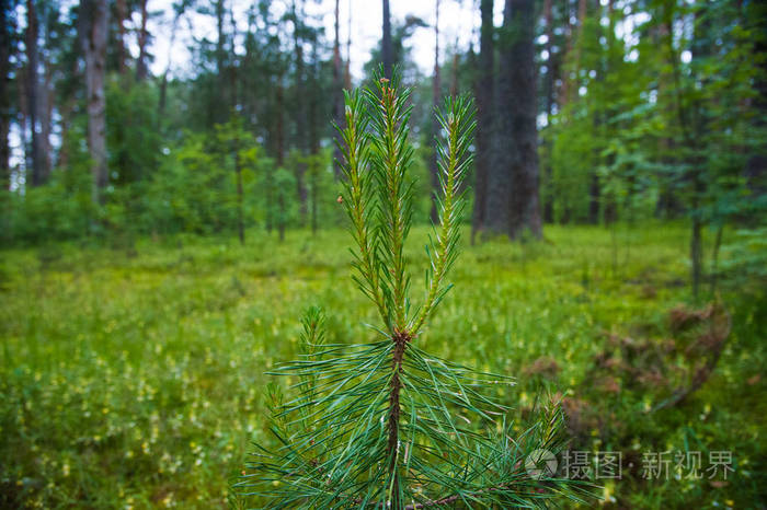 毛树或松树的绿色带刺枝条