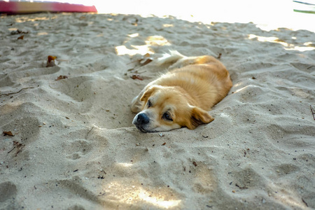 可爱的狗看起来无聊和打哈欠在泰国KohMak岛的海滩上。