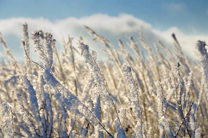 在深蓝色的天空下冻干的黄草，俄罗斯卡卡西亚
