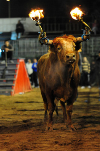 西班牙愤怒的公牛