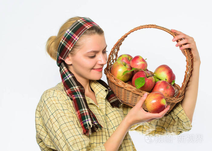 妇女园丁乡村风格举行篮子与苹果在白色背景。烹饪配方概念。女村民拿着篮子里的天然水果。女园丁知道如何煮许多食谱与苹果