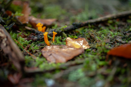 结实的身体摄影图