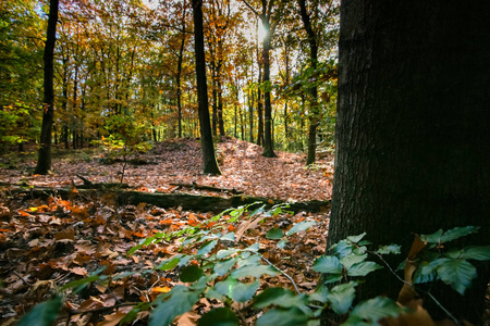 秋天森林的细节和景象，有树冠和温暖的颜色