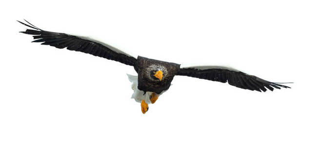 s sea eagle in flight isolated on white background. Scientific n